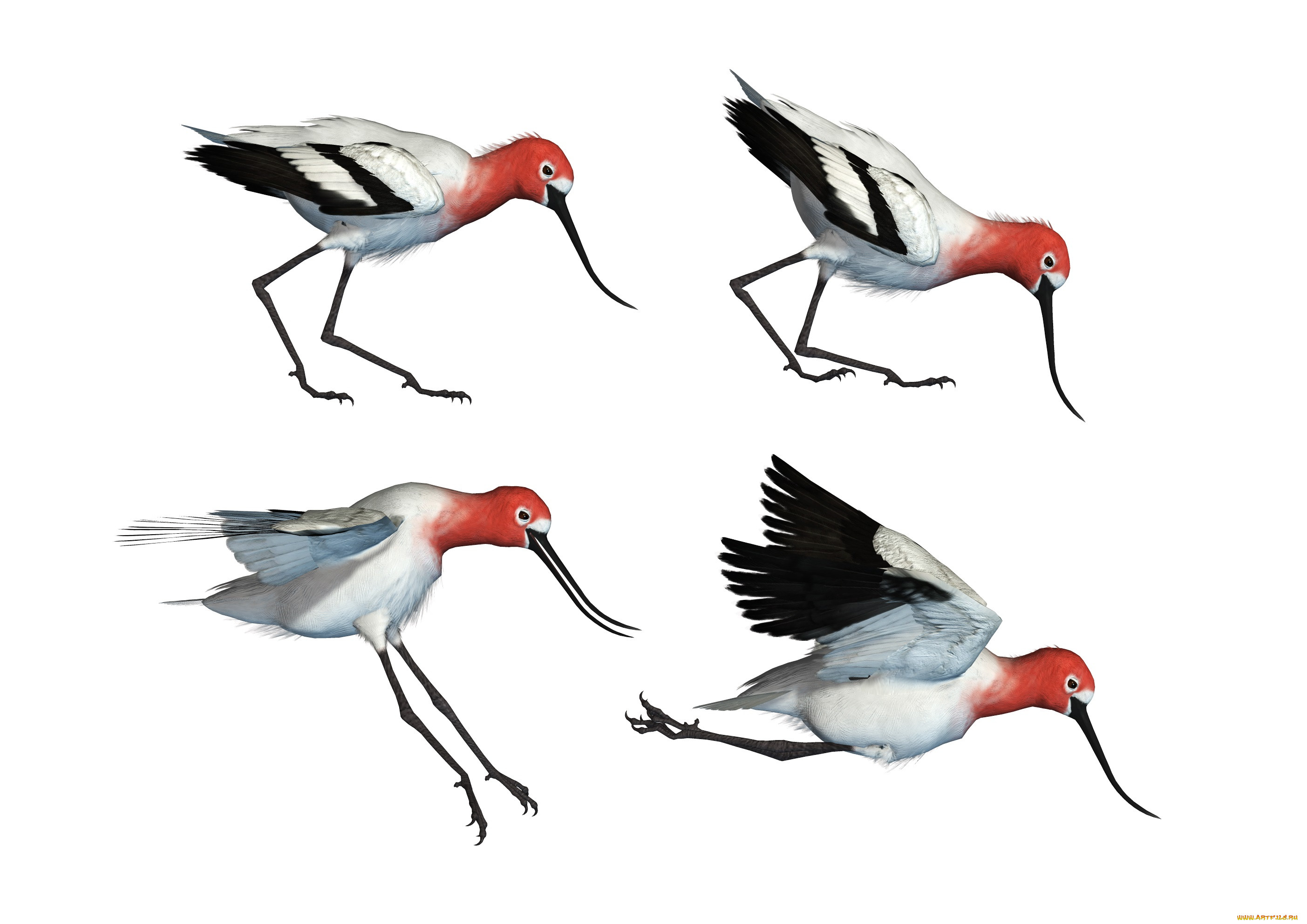 3 ,  , animals, wading, bird